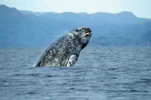 Whales traveling to Baja Mexico